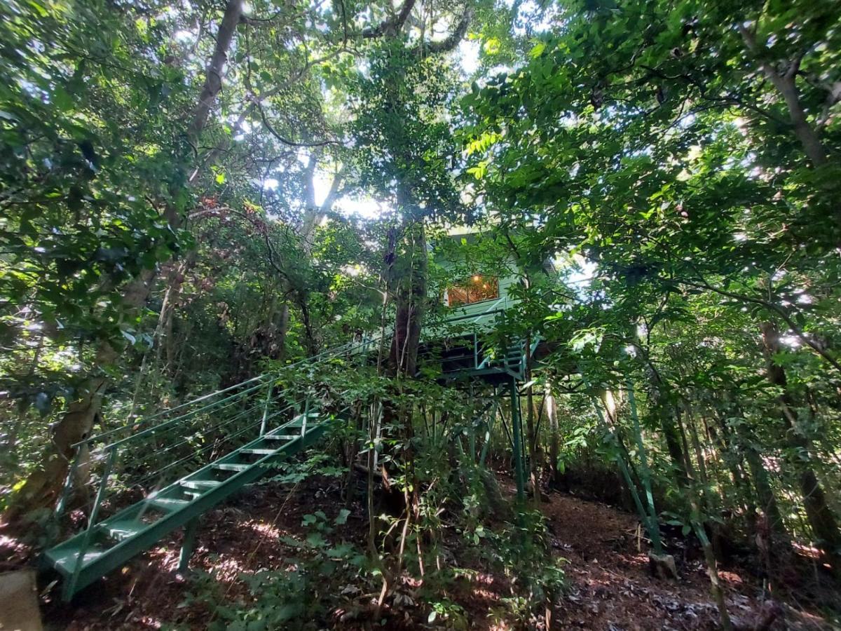 Jungle Living Tree Houses Monteverde Eksteriør bilde