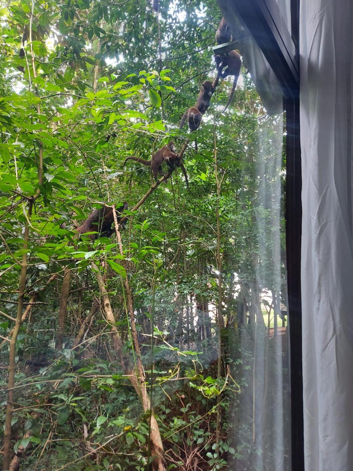 Jungle Living Tree Houses Monteverde Eksteriør bilde