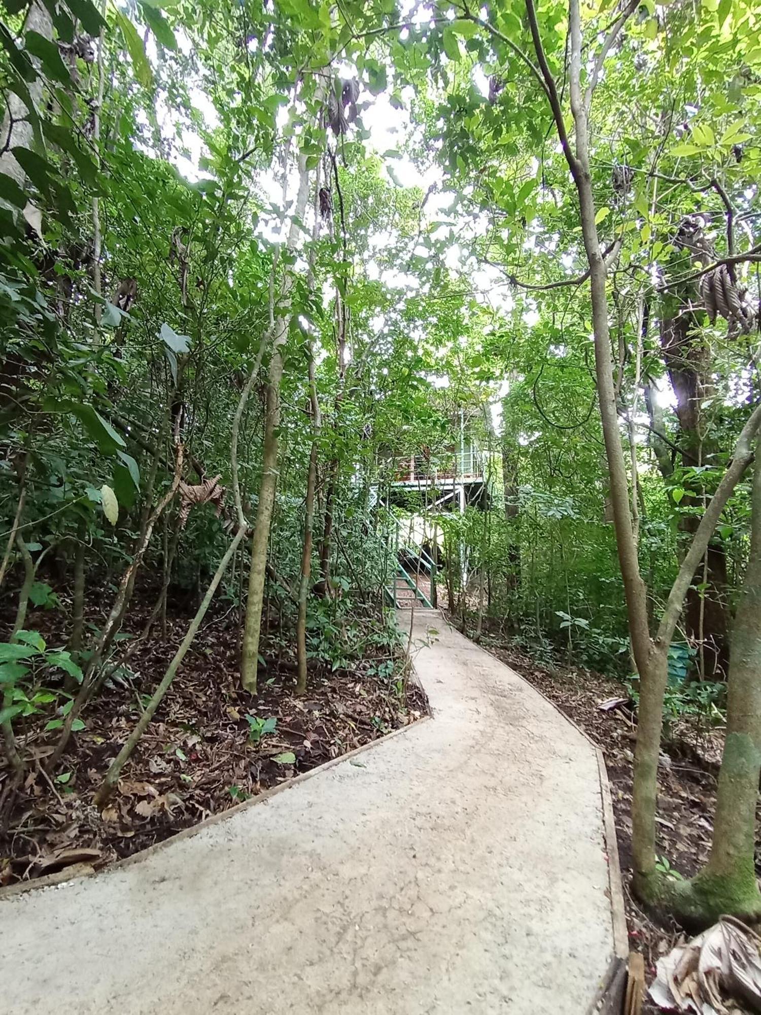 Jungle Living Tree Houses Monteverde Eksteriør bilde