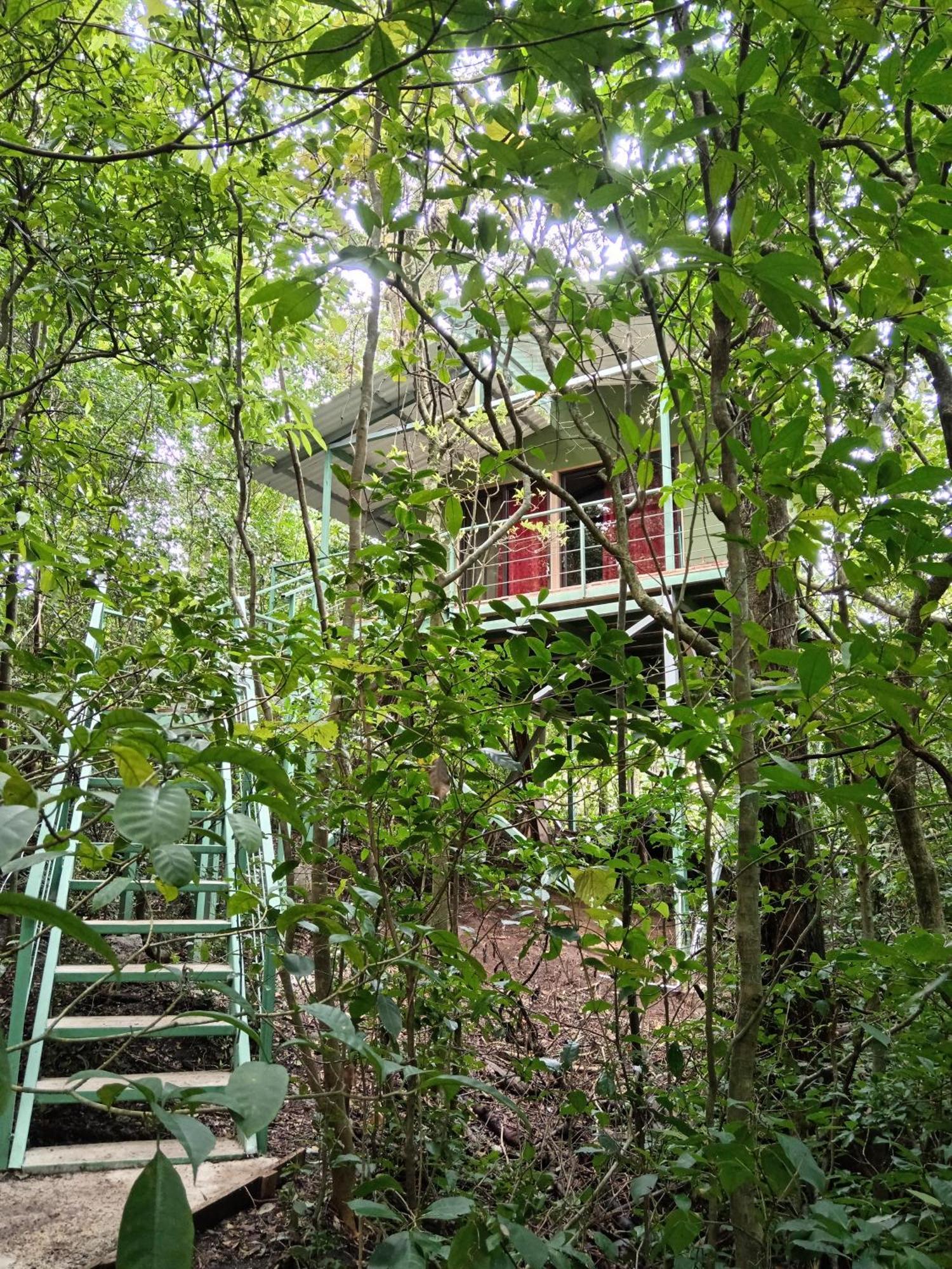 Jungle Living Tree Houses Monteverde Eksteriør bilde